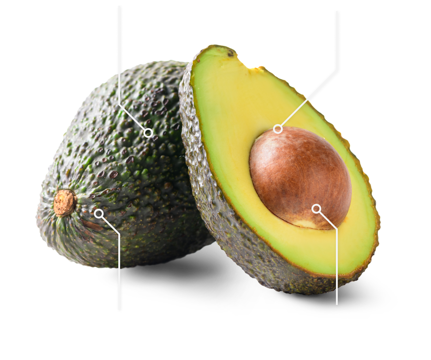 AGUACATE PNG MOBILE 2 AGUACATE PNG MOBILE 2