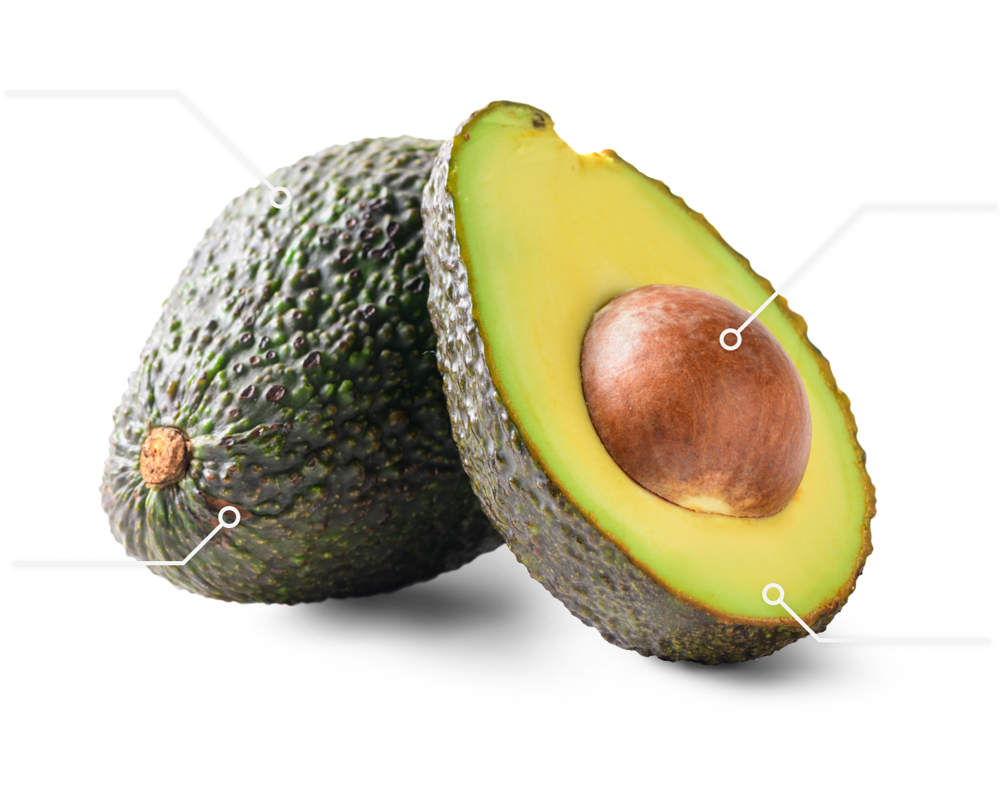 AGUACATE PNG AGUACATE PNG